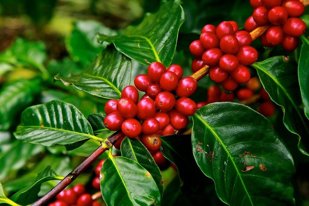 Robusta có khả năng kháng bệnh tốt, cho năng suất cao, đặc biệt có hàm lượng cafein cao hơn Arabica.