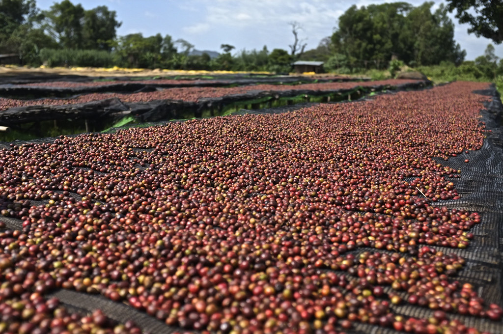 Chế biến khô khá đơn giản chỉ phơi hạt cafe dưới ánh nắng mặt trời.