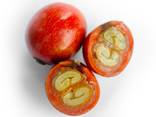 Bên trong trái cà phê chín có gì?