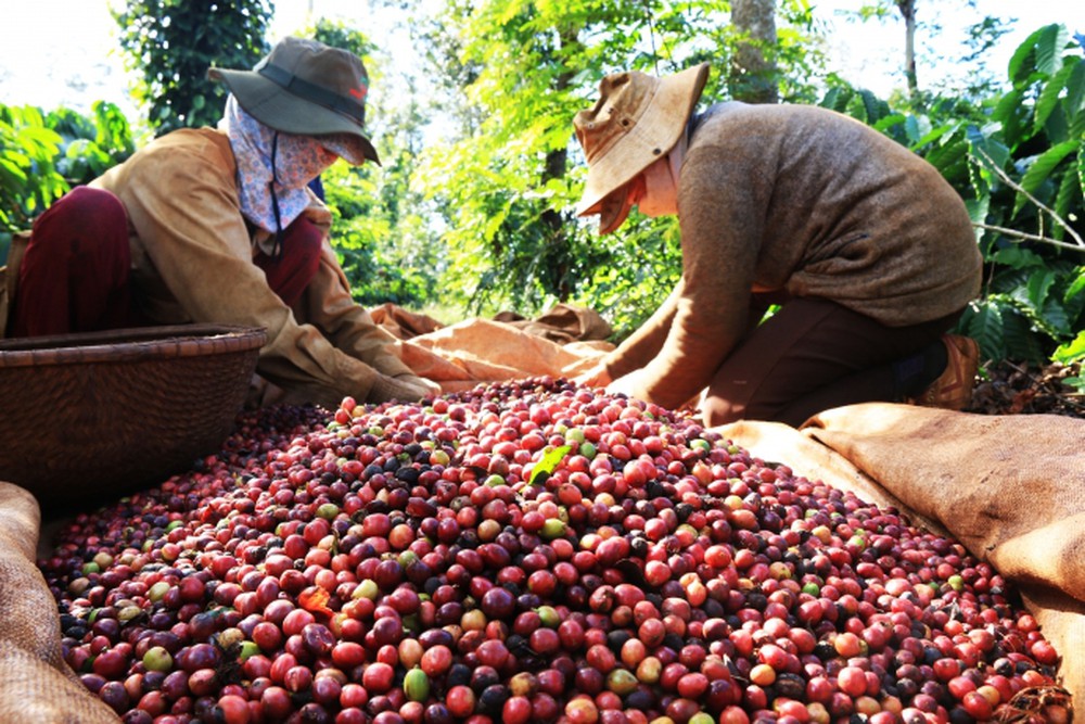 Hương vị cà phê phụ thuộc vào độ cao nơi trồng cây cà phê.