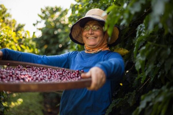 Đảm bảo sự nhất quán quá trình lên men và chế biến cà phê